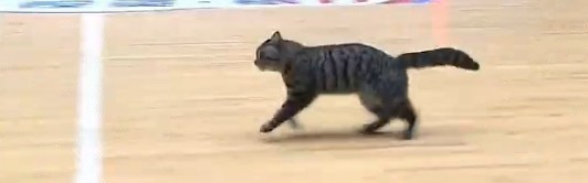 世界杯官方客户端下载-WC！陈国豪！太奇葩了...