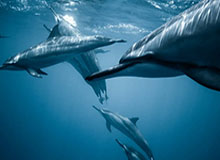 世界杯比赛在线观看平台-22岁生日礼！苏翊鸣82.41分封王，五朝元老徐梦桃卫冕，中国冬奥代表团一夜夺两金